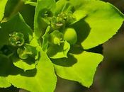 Euphorbe réveil-matin (Euphorbia helioscopa)