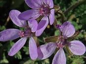 Erodium feuilles cigüe (Erodium cicutarium)