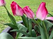 tulipe baptisée Château Cheverny