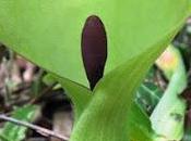 Arum tacheté (Arum maculatum)