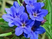 Grémil bleu-pourpre (Buglossoides purpurocaerulea)