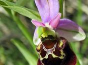 Ophrys bourdon (Ophrys fuciflora)