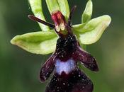 Ophrys mouche (Ophrys insectifera)