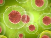 SYSTÈME IMMUNITAIRE cellules squattent tissus durant années