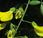 Cytise aubour (Laburnum anagyroides)