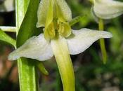 Hybride deux feuilles verdâtre (Platanthera hybrida)