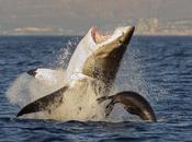 énorme grand requin blanc vient faire autoportrait avec balise suivi