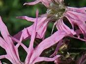 Lychnis fleur coucou (Lychnis flos-cuculi)