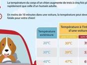 laissez animaux dans voiture soleil prevention regardez elevation temperatures