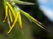 Brome dressé (Bromopsis erecta)