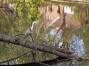 projet d’étang baignade cœur Parc étangs Neerpede danger biodiversité