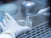 DIABÈTE TYPE greffe d’îlots sans immunosuppresseurs