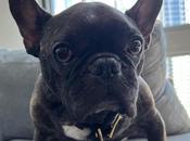 chats sont meilleurs chiens tant protagonistes jeux vidéo)