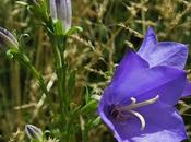 Campanule feuilles pêcher (Campanula persicifolia)