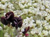 Carotte sauvage (Daucus carota subsp. carota)