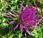 Cirse acaule (Cirsium acaulon)