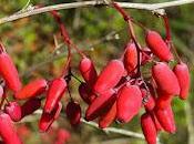 Berbéris commun, épine-vinette (Berberis vulgaris)