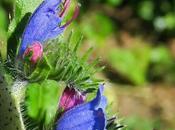 Vipérine (Echium vulgare)