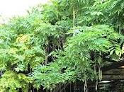 Antigone sous soleil midi, Bénédicte Bosc pour Festival (Avignon 2022)