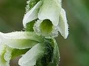 Spiranthe d'automne (Spiranthes spiralis)