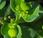 Euphorbe réveille-matin (Euphorbe helioscopa)