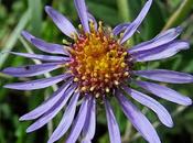 Aster amelle (Aster amellus)