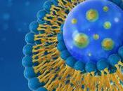 MICI microparticules lipidiques calment l'intestin