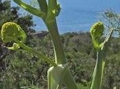 Férule commune (Ferula communis)