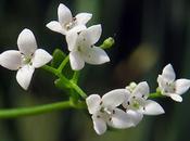 Gaillet marais (Galium palustre)