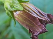 Belladone (Atropa belladonna)