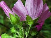 Mauve musquée (Malva moschata)