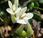 Trèfle enterreur (Trifolium subterraneum)