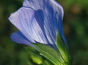 cultivé (Linum usitatissimum)