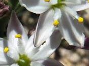 Phalangère feuilles planes (Simethis mattiazzii)