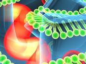 CANCER Exploiter protéine l’apoptose pour tuer cellules tumorales