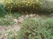 JAUNE JARDIN dans grisaille l'hiver