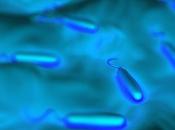 CHOLÉRA réponse trouve dans mucus