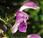 Lamier maculé (Lamium maculatum)