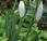 Perce-neige (Galanthus nivalis)