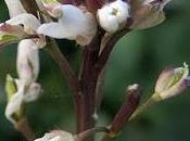 Cardamine hirsute (Cardamine hirsuta)