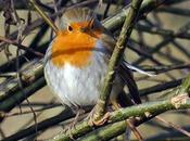 Rouge-gorge familier (Erithacus rubecula)