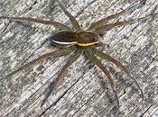 Dolomède marais (Dolomedes fimbriatus)