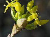 Cornouiller mâle (Cornus mas)