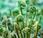 COVID-19 extraits plantes bloquent SARS-CoV-2