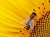 pollinisateurs sont importants pour réussite votre jardin permaculture