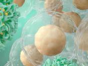 MÉMOIRE IMMUNOLOGIQUE l’inflammation fragilisait