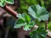 Groseillier maquereau (Ribes uva-crispa)