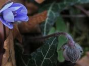 Anemone hepatique (Hepatica nobilis)