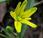 Gagée jaune (Gagea lutea)