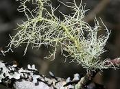 Usnée fleurie (Usnea florida)